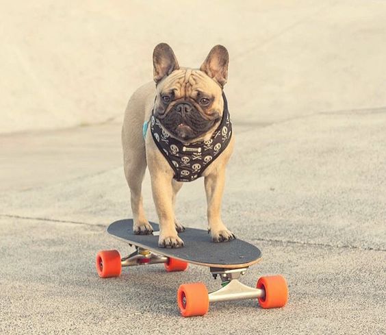 A French Bulldog standing on the skateboard
