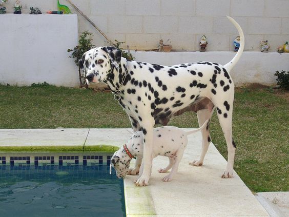An adult and puppy Dalmatian standing in the pool side