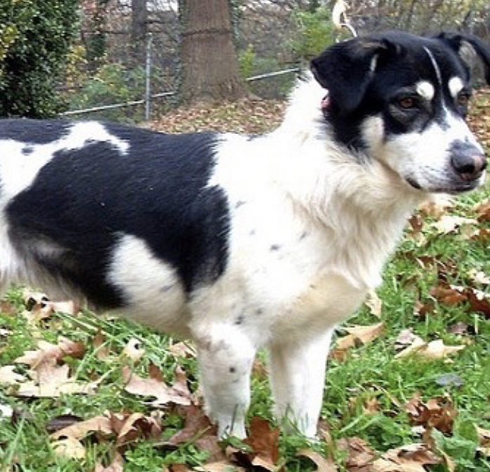 Basset Husky standing on the grass with fallen dried leaves at the park