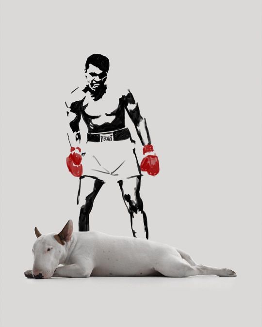 Bull Terrier Jimmy Choo lying down on the floor with a boxer drawing on the wall