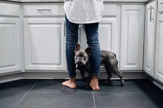 A woman standing in the kitchen with a French Bulldog standing in between her legs