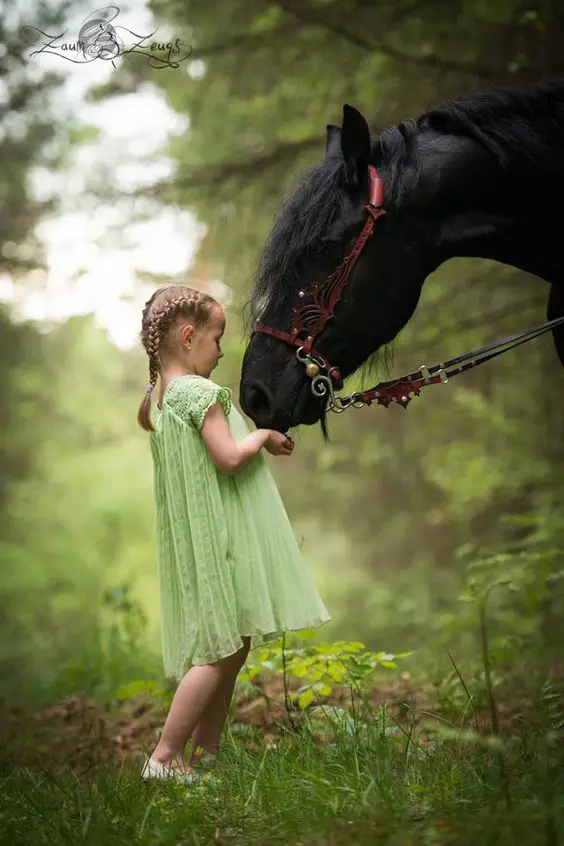 a little girl feeding the horse in the forest