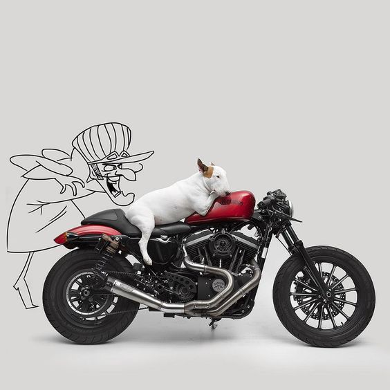 Bull Terrier Jimmy Choo riding a motorcycle with a woman villain behind him drawing on the wall