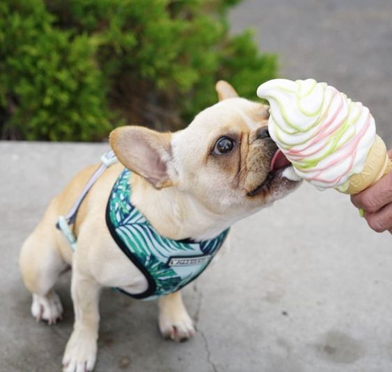 A French Bulldog sitting on the pavement while licking an icecream