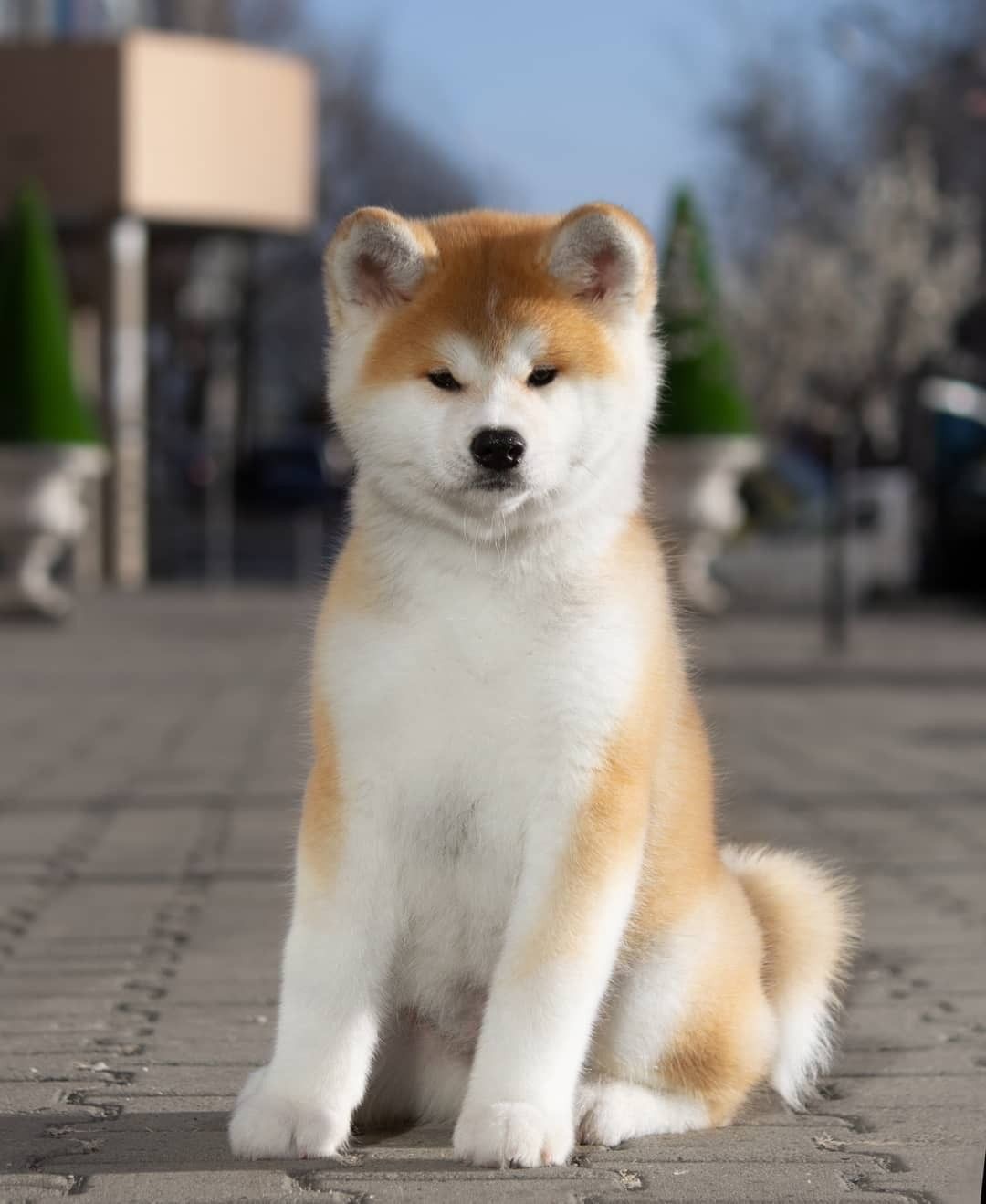 Akita sitting on the pavement