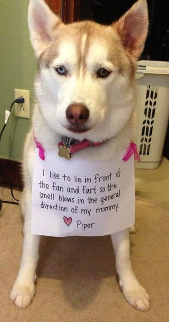 Husky sitting on the floor with a note
