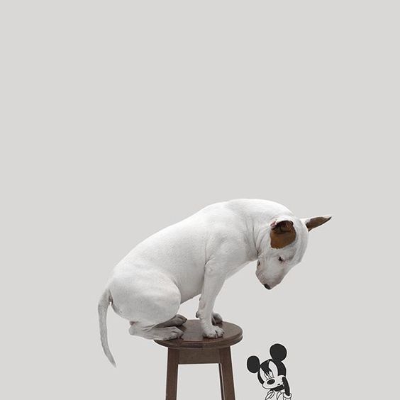 Bull Terrier Jimmy Choo sitting on top of the chair while looking down on a mickey mouse drawing on the wall
