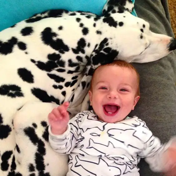 A Dalmatian lying on the couch while a baby is happily lying next to him