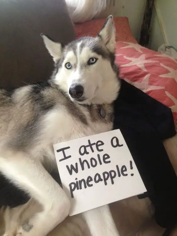 Husky lying on the couch with a note 