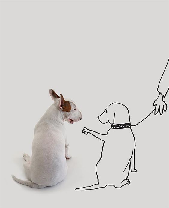 Bull Terrier Jimmy Choo sitting on the floor while looking at a drawing of a dog reaching its hand towards him while sitting on the floor