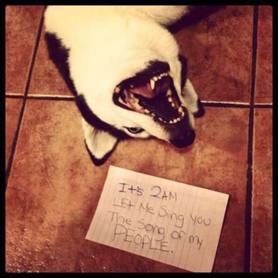 Husky on the floor with its mouth wide open and note