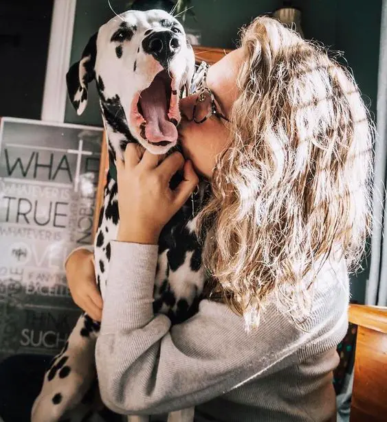 A woman kissing a yawning Dalmatian