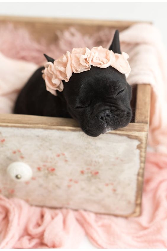 A black French Bulldog puppy wearing a pink floral head piece while sleeping in a wooden drawer