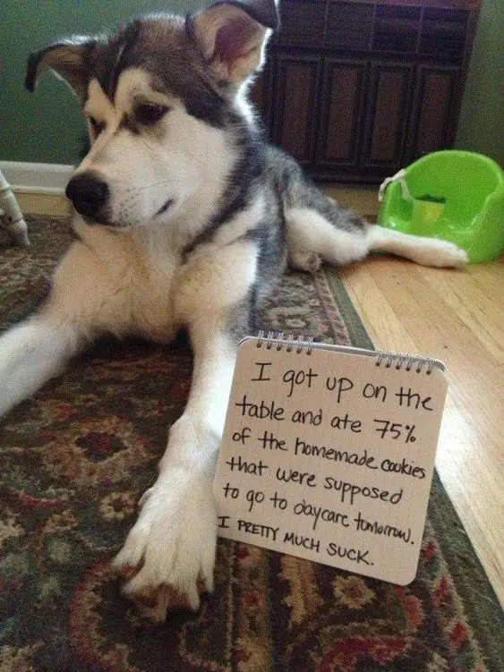 Husky lying down on the floor with a note
