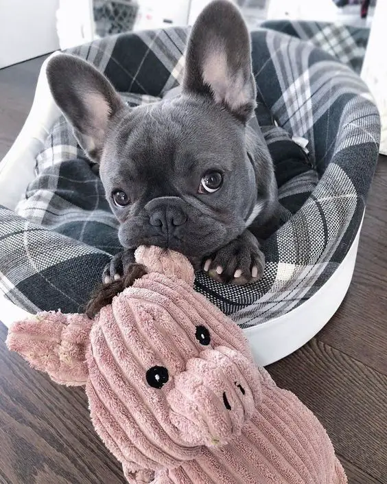 A French Bulldog lying on its bed while biting the ears of the piggy stuffed toy