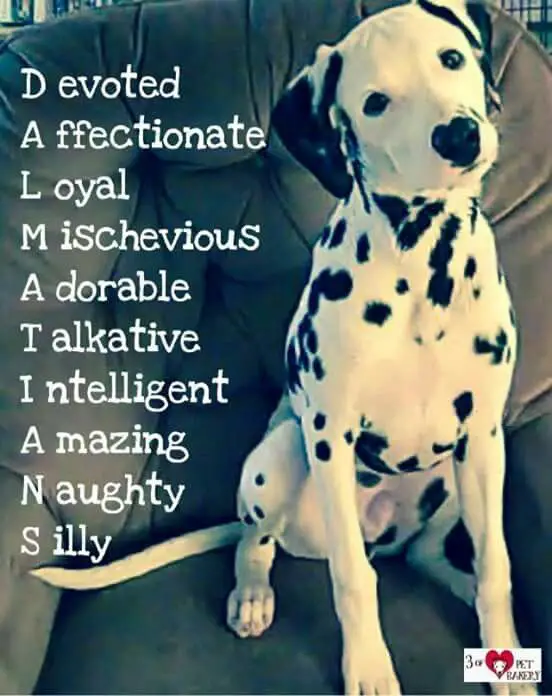 photo of a Dalmatian sitting on the couch with text - Devoted, Affectionate, Loyal, Mischievous, Adorable, Talkative, Intelligent, Amazing, Naughty, Silly
