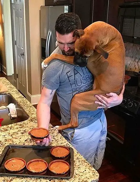 a man carrying a Boxer Dog while preparing a muffin for baking