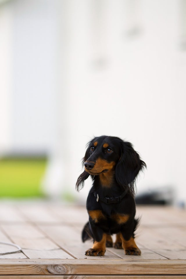 A Dachshund standing on the wooden floor outdoors