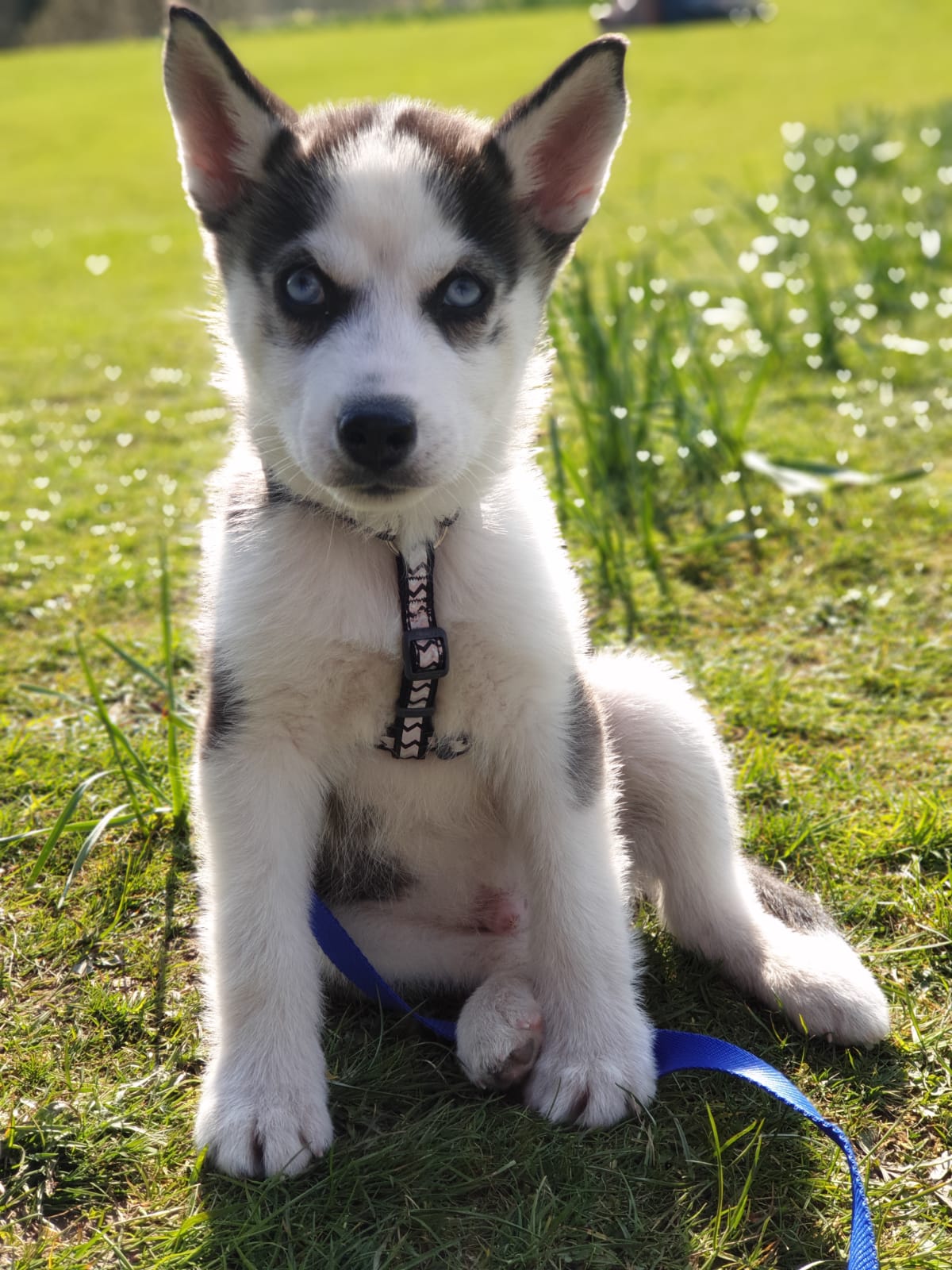 A Siberian Husky puppy sitting on the grass