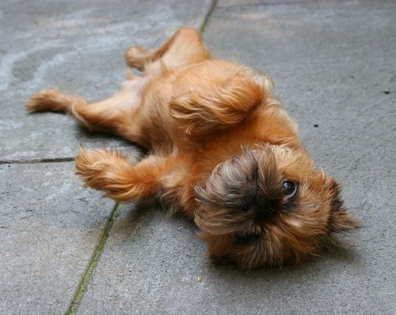 A Brussels Griffon lying on its back on the pavement