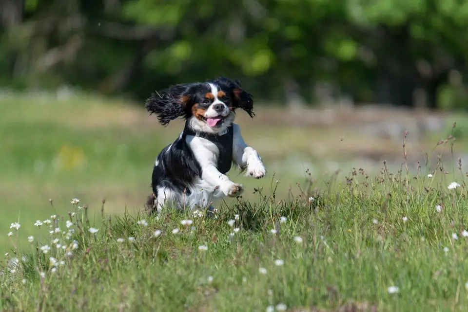 Cavalier King Charles Spaniel running in the field of wildflowers and green grass