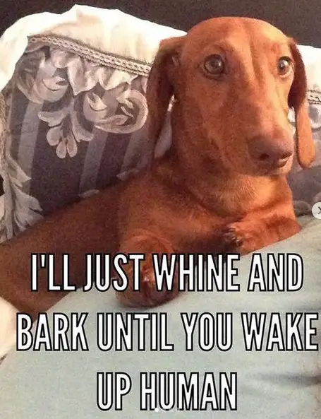Dachshund sitting on the couch photo with a text 