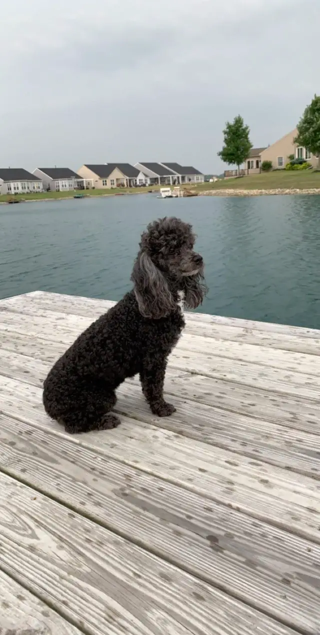 black Poodle sitting on the wooden floor by the lake