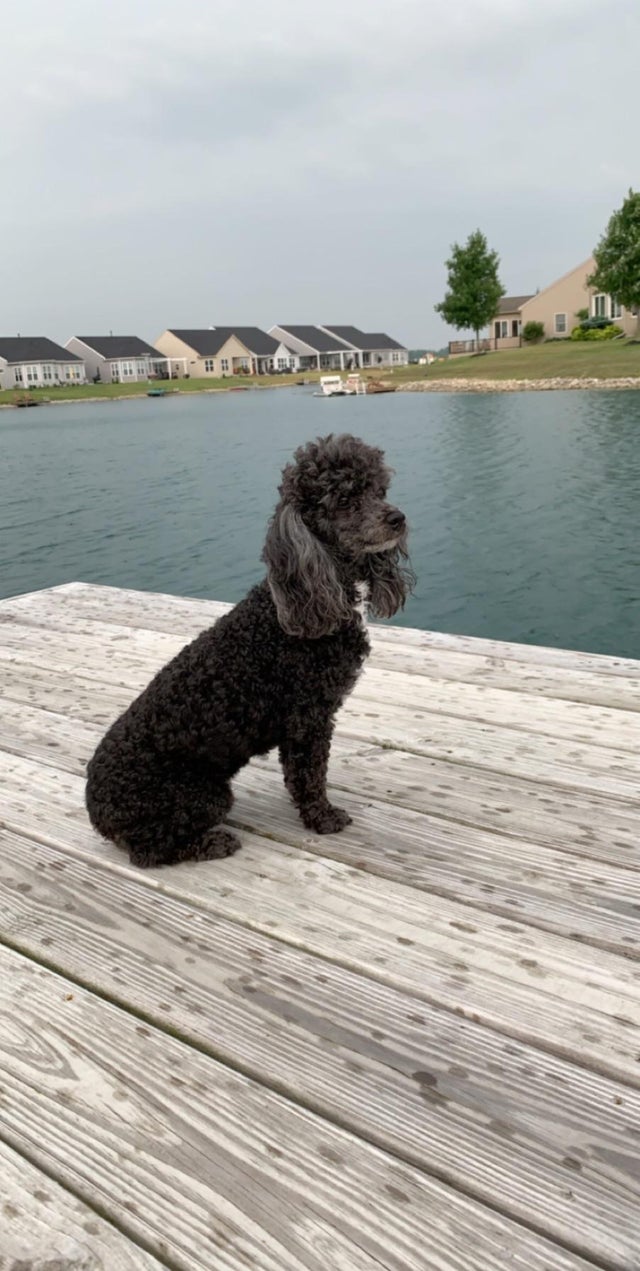 black Poodle sitting on the wooden floor by the lake