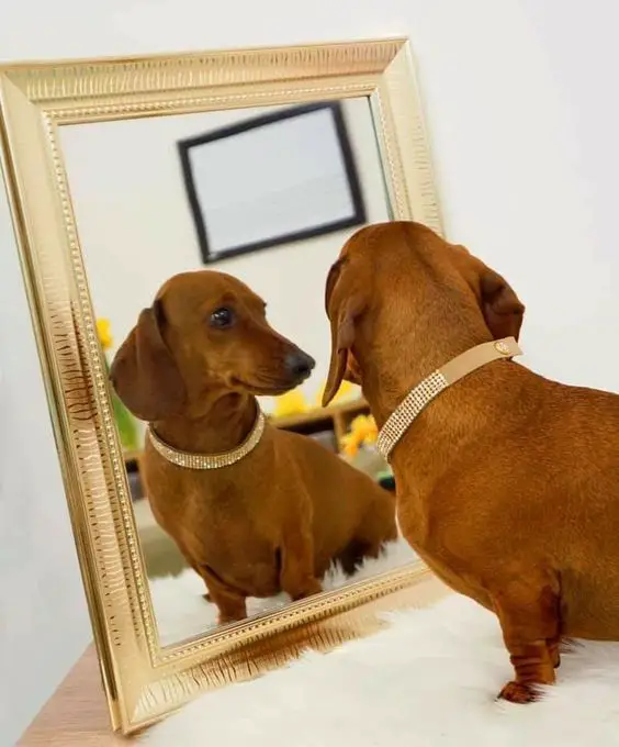 Dachshund looking itself in the mirrow