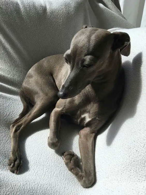 An Italian Greyhound sitting on the couch under the sun
