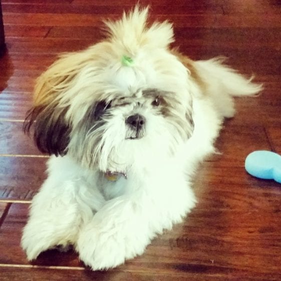 resting shih tzu in the floor