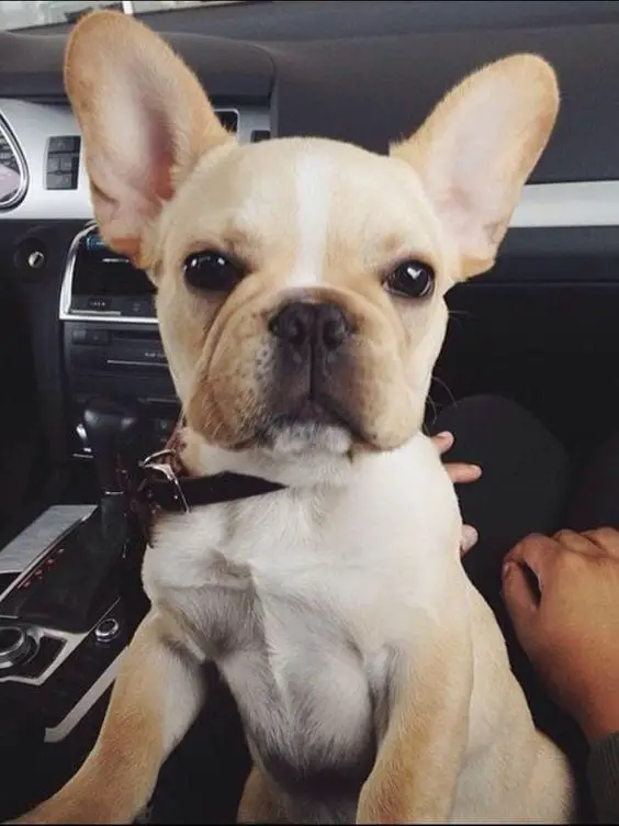 A French Bulldog sitting on the lap of the person in the passenger seat inside the car