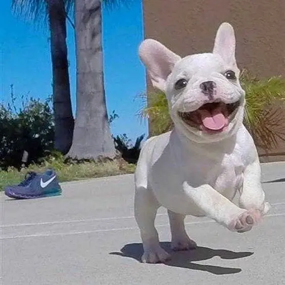 A French Bulldog happily running on the pavement
