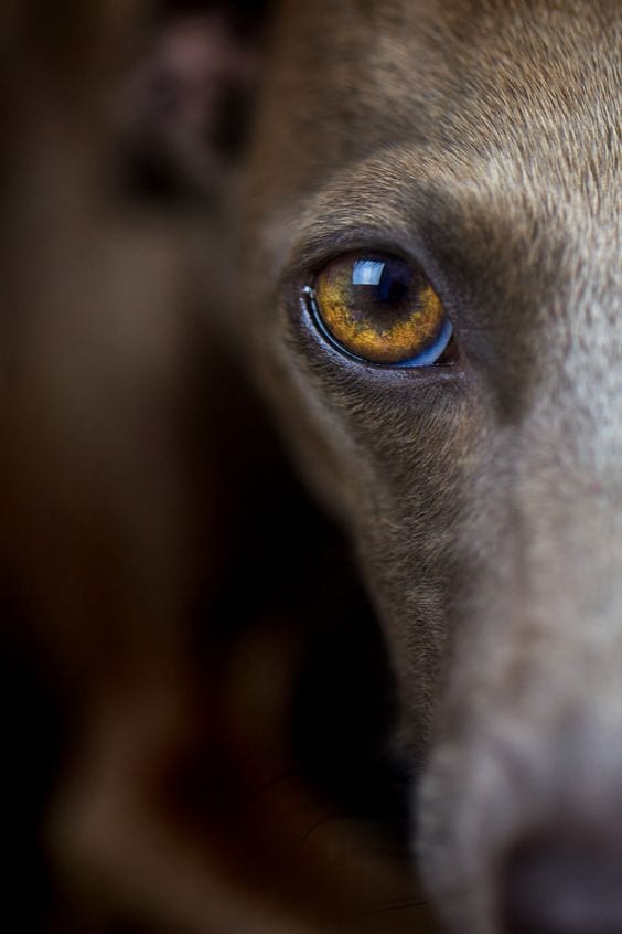 close up photo of an Italian Greyhound's eyes