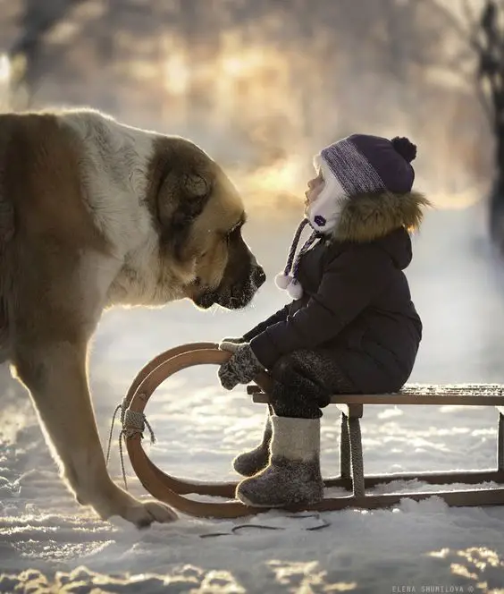 A little kid sitting on a bench with a Saint Bernard standing in front of her at the park during snow