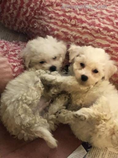 three Bichon Frise playing with each other on the couch