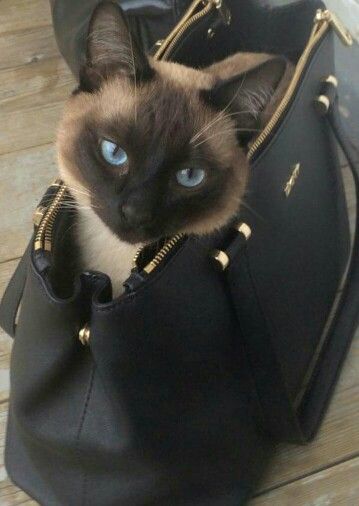 Siamese Cat inside a black bag