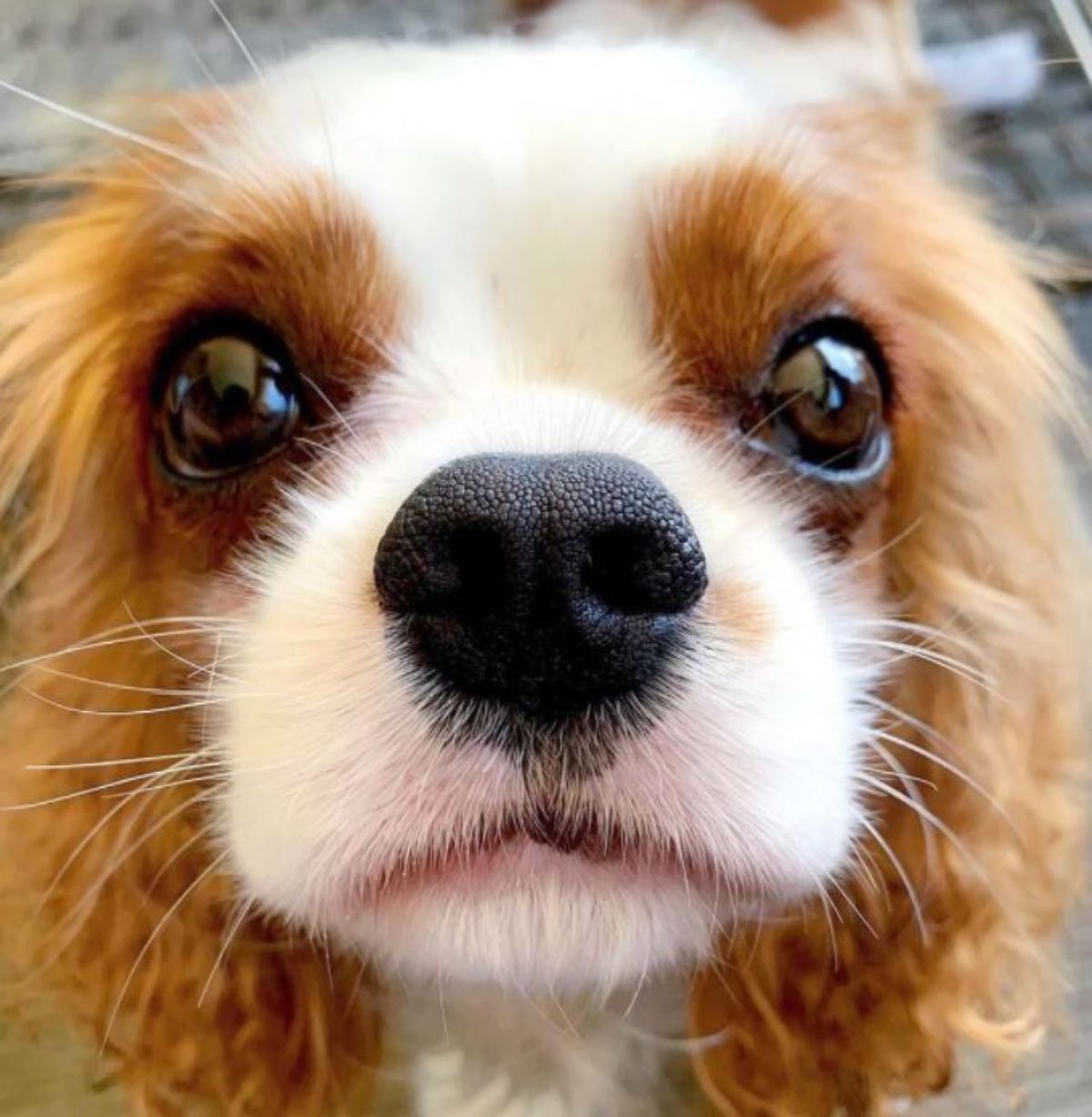 close up face on adorable cavalier king charles spaniel puppy