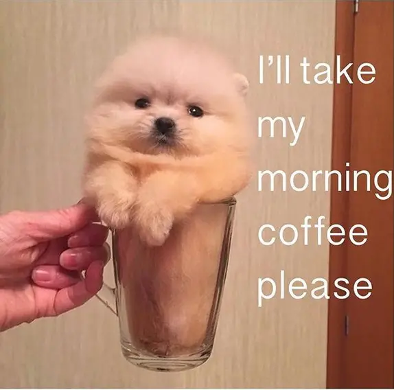 hand of a person holding a cup with a Pomeranian inside and with text - I'll take my morning coffee please