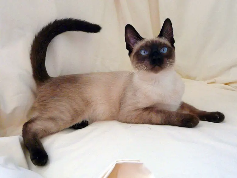 A Siamese Cat lying on the bed