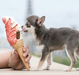 A Chihuahua standing on the pavement while licking the icecream in a cone being held by a person