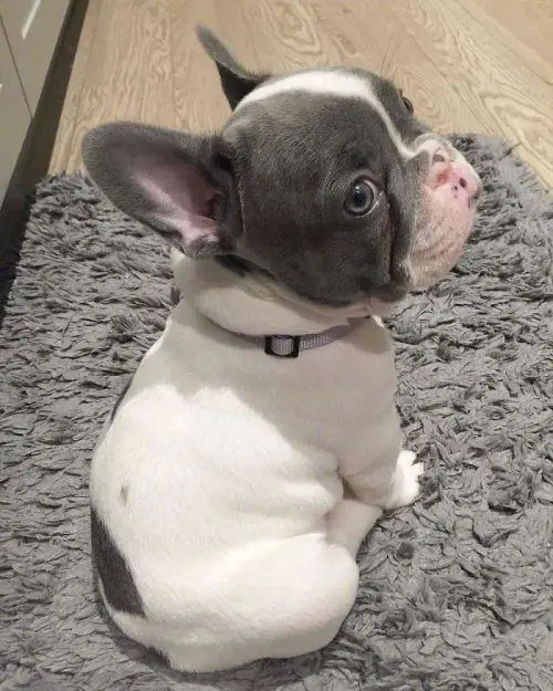 French Bulldog Puppy sitting on the carpet while looking back