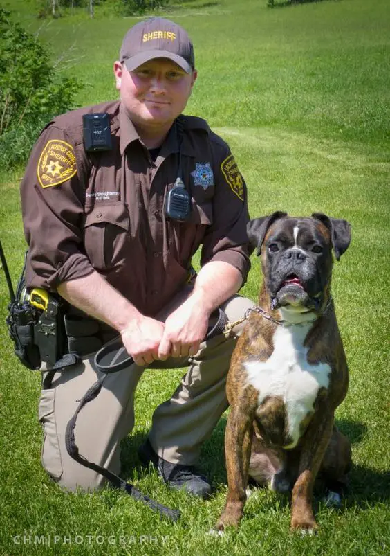 Boxer Dog sitting on the grass next to a Sheriff