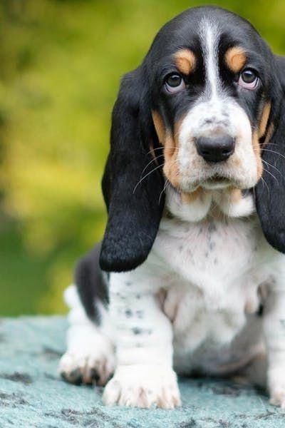 waiting Basset Hound puppy while sitting on the ground