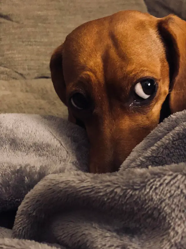 A Dachshund lying on the couch while hiding its face behind the blanket