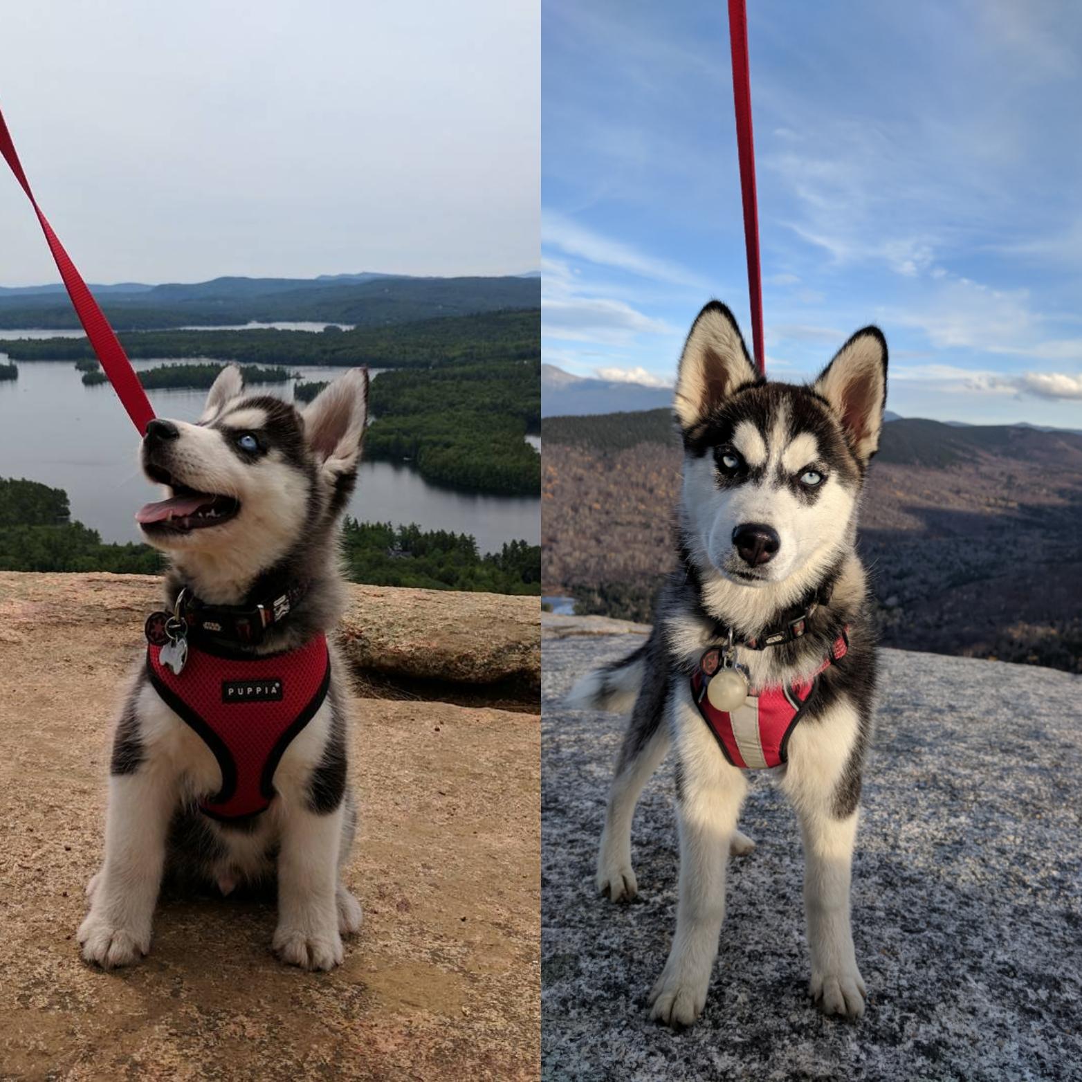 A Siberian Husky puppy on top of the mountain photo in his puppy and adult stage