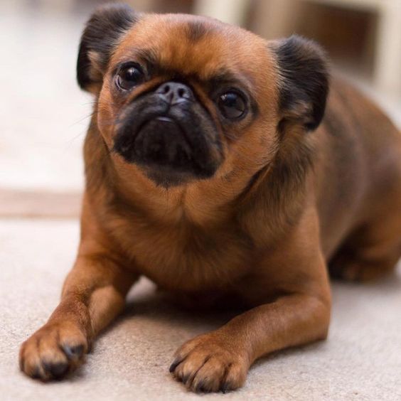 A Brussels Griffon lying on the floor with its begging face