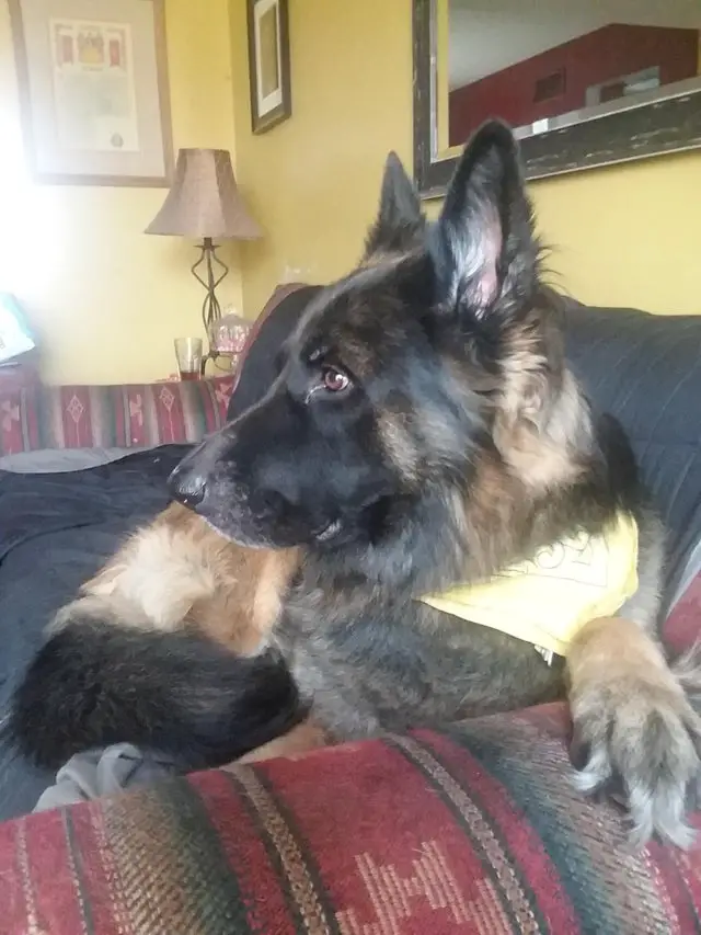 A German Shepherd lying on the couch while looking sideways