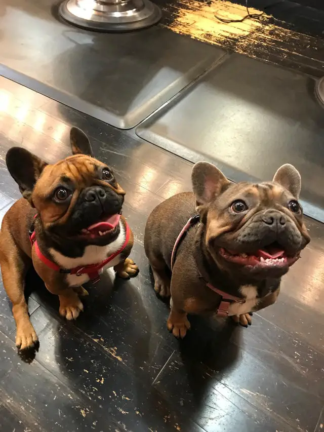 two French Bulldogs sitting on the floor while looking up with their happy faces