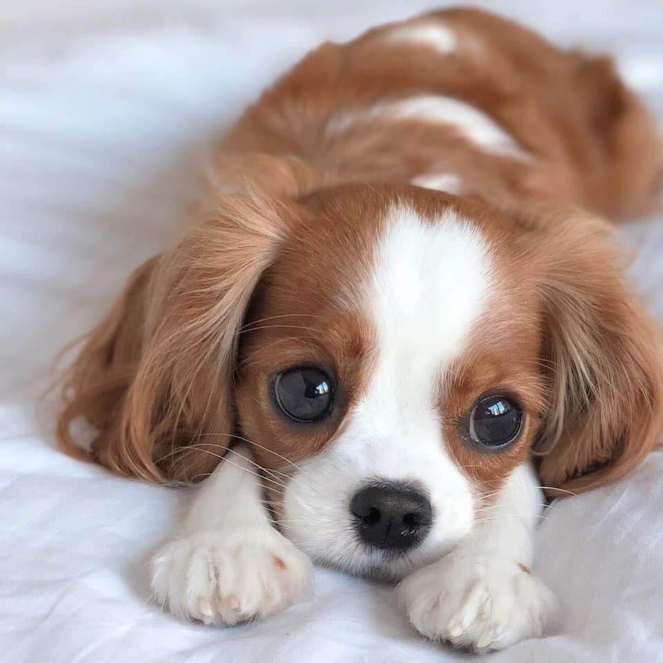 Cavalier King Charles Spaniel puppy lying down on the bed with its paws on the side of her face